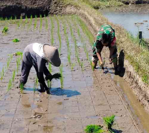 Sinergi Hanpangan, Babinsa Kotes Kopda Ari Wibowo Dampingi Petani Menanam Padi Sinergi Hanpangan, Babinsa Kotes Kopda Ari Wibowo Dampingi Petani Menanam Padi