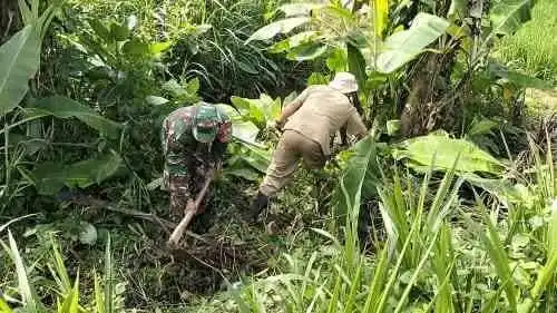 Sinergi Hanpangan, Babinsa Kotes Kopda Ari Wibowo Dampingi Petani Menanam Padi