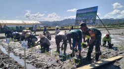 Wujud Nyata Dukung Ketahanan Pangan, Babinsa Koramil 1505-02/Wasile Dampingi Penanaman Padi