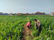 Patroli Polsubsektor Kanigaran Sambangi Petani Jagung, Pastikan Keamanan dan Dukung Ketahanan Pangan