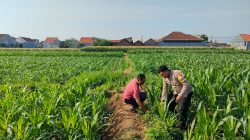 Patroli Polsubsektor Kanigaran Sambangi Petani Jagung, Pastikan Keamanan dan Dukung Ketahanan Pangan