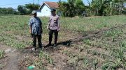 Polsek Sumberasih Dampingi Petani Rawat Lahan Jagung 9 Hektare, Perkuat Ketahanan Pangan Nasional