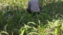 Polsek Jatiroto Intensif Pantau Lahan Jagung, Perkuat Program Ketahanan Pangan Nasional