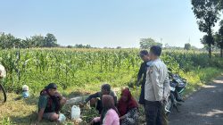 Polsek Wonoasih Perkuat Ketahanan Pangan Lewat Dialog dengan Petani Jagung