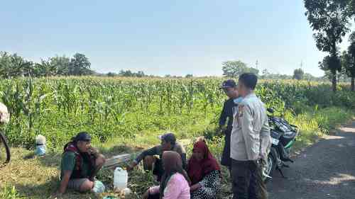 Polsek Wonoasih Perkuat Ketahanan Pangan Lewat Dialog dengan Petani Jagung