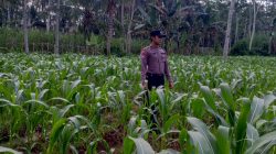 Wujudkan Swasembada Pangan, Polsek Klakah Kawal Program Asta Cita Presiden