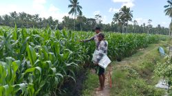 Dukung Asta Cita Presiden, Kapolsek Candipuro Tinjau Pertumbuhan Jagung Advanta di Sumberrejo