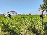 Polsek Sumberasih All Out Dampingi Petani, Lahan Jagung 5,5 Hektare Tumbuh Subur Menuju Panen