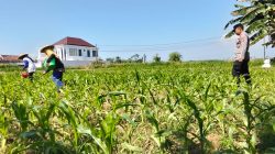 Polsek Sumberasih All Out Dampingi Petani, Lahan Jagung 5,5 Hektare Tumbuh Subur Menuju Panen