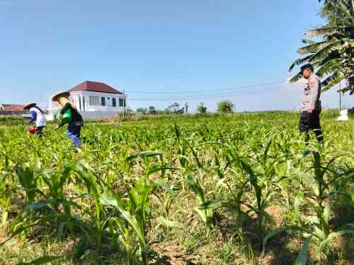 Polsek Sumberasih All Out Dampingi Petani, Lahan Jagung 5,5 Hektare Tumbuh Subur Menuju Panen
