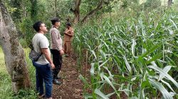 Dukung Asta Cita Ketahanan Pangan, Polsek Tongas Awasi Perkembangan Lahan Jagung