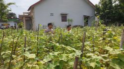 Dukung Program Presiden, Kapolsek Sukodono Gerakkan Petani Manfaatkan Lahan Produktif