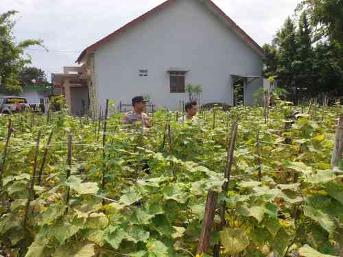 Dukung Program Presiden, Kapolsek Sukodono Gerakkan Petani Manfaatkan Lahan Produktif Dukung Program Presiden, Kapolsek Sukodono Gerakkan Petani Manfaatkan Lahan Produktif