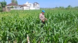 Sinergi Polri dan Petani Menguat, Kapolsek Yosowilangun Dorong Lumajang Jadi Lumbung Jagung