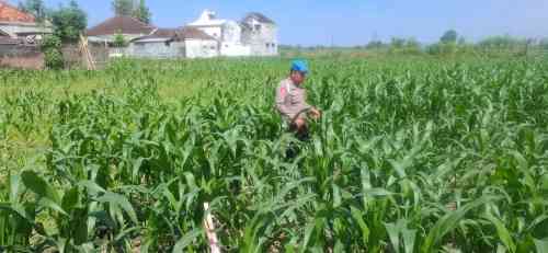 Sinergi Polri dan Petani Menguat, Kapolsek Yosowilangun Dorong Lumajang Jadi Lumbung Jagung Sinergi Polri dan Petani Menguat, Kapolsek Yosowilangun Dorong Lumajang Jadi Lumbung Jagung