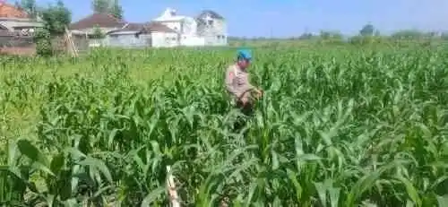 Sinergi Polri dan Petani Menguat, Kapolsek Yosowilangun Dorong Lumajang Jadi Lumbung Jagung