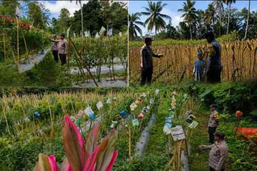 Bhabinkamtibmas Polsek Randuagung Turun ke Ladang, Perkuat Sinergi Petani Dukung Ketahanan Pangan Nasional Bhabinkamtibmas Polsek Randuagung Turun ke Ladang, Perkuat Sinergi Petani Dukung Ketahanan Pangan Nasional