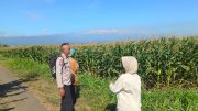 Kapolsek Sumberasih: Pendampingan Petani Jagung Jadi Komitmen Polri
