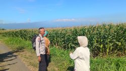Kapolsek Sumberasih: Pendampingan Petani Jagung Jadi Komitmen Polri