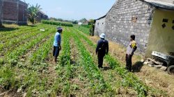 Dukung Program Presiden, Polsubsektor Kanigaran Pantau Pertumbuhan Jagung di Kebonsari Wetan