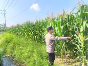 Polsek Sumbersuko Intensif Monitoring Lahan Jagung untuk Dukung Program Ketahanan Pangan
