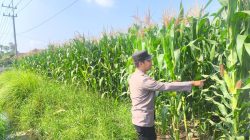 Polsek Sumbersuko Intensif Monitoring Lahan Jagung untuk Dukung Program Ketahanan Pangan