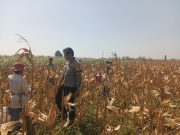 Dialog Bersama Petani, Polsek Wonoasih Perkuat Sinergi untuk Ketahanan Pangan Nasional