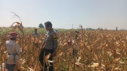 Dialog Bersama Petani, Polsek Wonoasih Perkuat Sinergi untuk Ketahanan Pangan Nasional