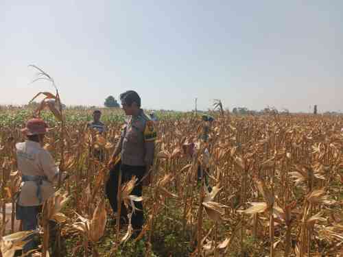 Dialog Bersama Petani, Polsek Wonoasih Perkuat Sinergi untuk Ketahanan Pangan Nasional