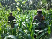 Polri Hadir di Lahan Pertanian, Polsek Ranuyoso Kawal Program Ketahanan Pangan Nasional
