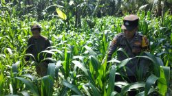 Polri Hadir di Lahan Pertanian, Polsek Ranuyoso Kawal Program Ketahanan Pangan Nasional