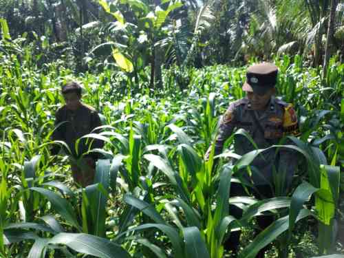 Polri Hadir di Lahan Pertanian, Polsek Ranuyoso Kawal Program Ketahanan Pangan Nasional