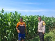 Polri Hadir di Lahan Jagung, Bhabinkamtibmas Sumber Wetan Dukung Ketahanan Pangan