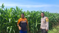 Polri Hadir di Lahan Jagung, Bhabinkamtibmas Sumber Wetan Dukung Ketahanan Pangan