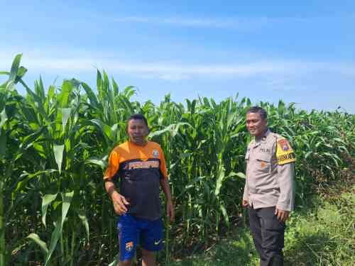 Polri Hadir di Lahan Jagung, Bhabinkamtibmas Sumber Wetan Dukung Ketahanan Pangan Polri Hadir di Lahan Jagung, Bhabinkamtibmas Sumber Wetan Dukung Ketahanan Pangan