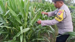 Polsek Padang Turun ke Lahan Jagung, Dukung Ketahanan Pangan dan Pekarangan Bergizi Warga