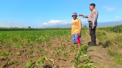 Polri Perkuat Ketahanan Pangan, Polsek Sumberasih Intensif Bina Lahan Jagung Petani