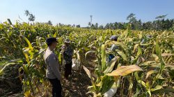Polisi Dampingi Panen Jagung di Senduro, Perkuat Sinergi Petani Dukung Ketahanan Pangan Nasional