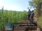 Polsek Sumberasih Optimistis Panen Jagung Melimpah Berkat Pendampingan Intensif