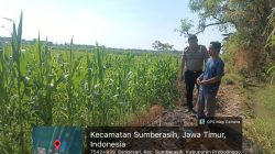Polsek Sumberasih Optimistis Panen Jagung Melimpah Berkat Pendampingan Intensif