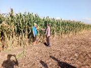 Polsek Sumberasih Pastikan Tanaman Jagung Binaan Tumbuh Optimal Tanpa Kendala