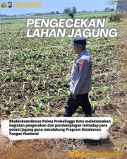 Polisi dan Petani Bersinergi, Lahan Jagung 1,5 Hektare di Tongas Dipantau Intensif