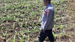 Polisi dan Petani Bersinergi, Lahan Jagung 1,5 Hektare di Tongas Dipantau Intensif
