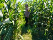Kapolsubsektor Kanigaran Pastikan Pendampingan Petani Demi Sukses Ketahanan Pangan