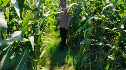 Kapolsubsektor Kanigaran Pastikan Pendampingan Petani Demi Sukses Ketahanan Pangan