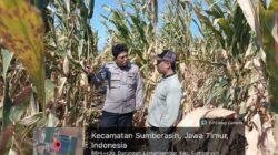 Panen Jagung Kian Dekat, Polisi Pastikan Lahan Pertanian di Sumberasih Tetap Produktif