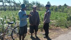 Polisi Dampingi Petani Jagung di Sumberasih, Pastikan Lahan Binaan Siap Dukung Ketahanan Pangan