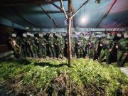 Langkah Tegas Demi Masa Depan Papua: 5.000 Batang Ganja Berhasil Diungkap Koops TNI Habema