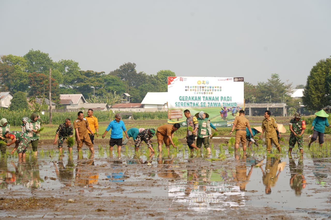 Dukung Swasembada Pangan, Koramil 12/Wlingi dan Poktan Abadi Gelar Tanam Padi Serentak Merdeka