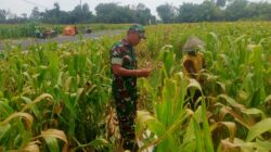 Wujud Nyata Dukungan Hanpangan, Babinsa Kanigoro Turun Ke Sawah Bantu Petani Panen Jagung
